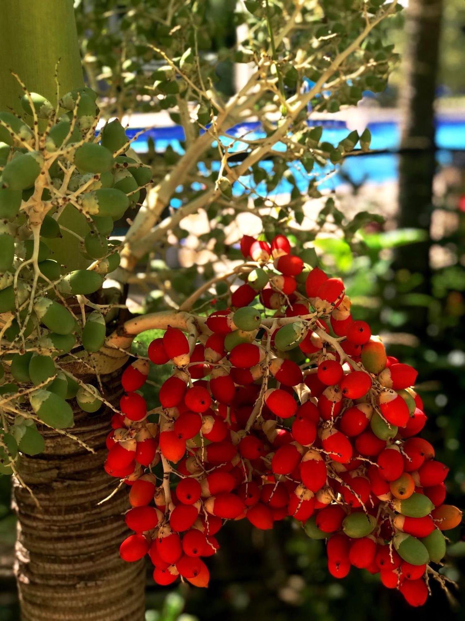 Estelar Playa Manzanillo -