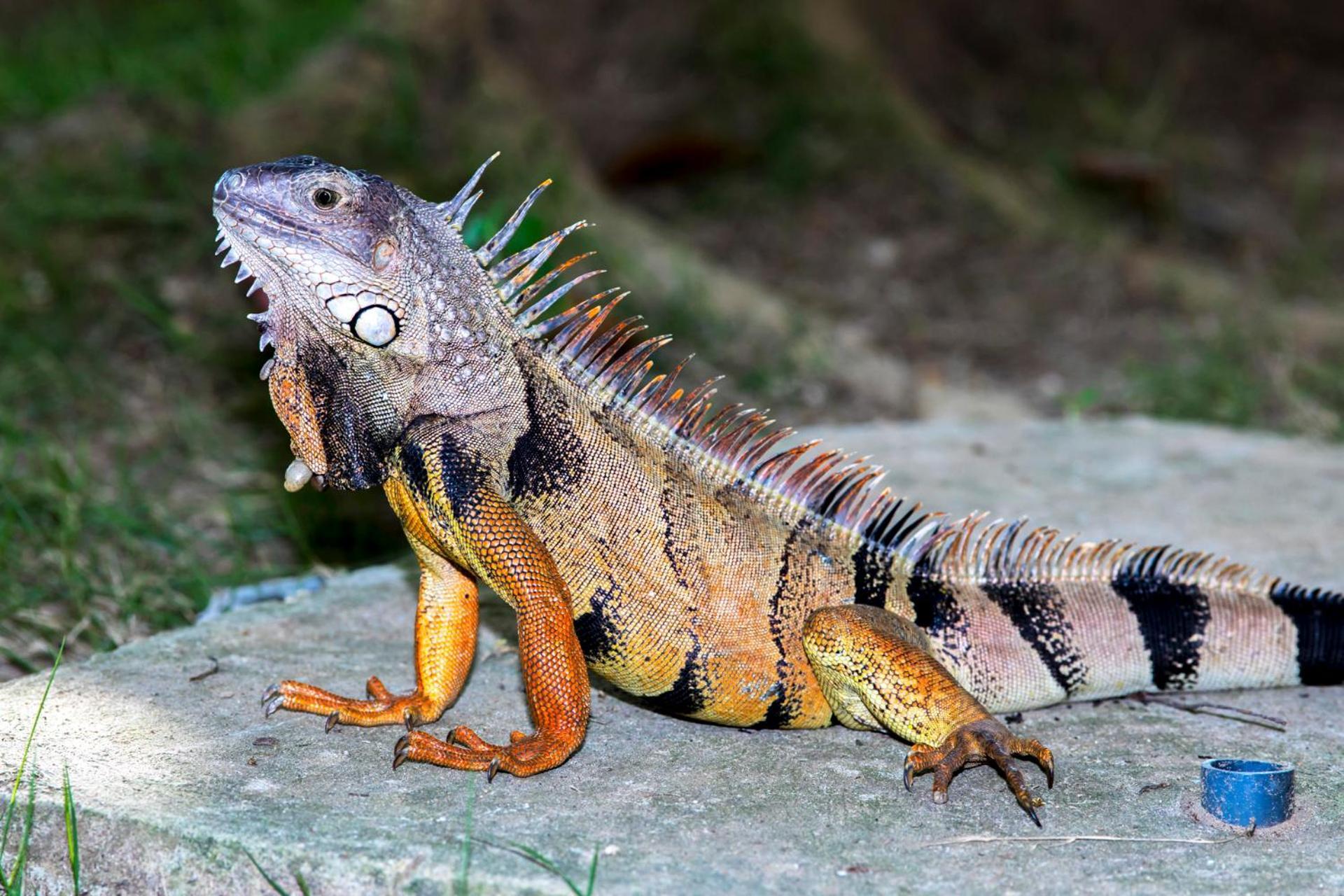 Estelar Playa Manzanillo Cartagena